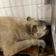 兄弟か、２匹で捕獲されました。家族に迎えて下さい