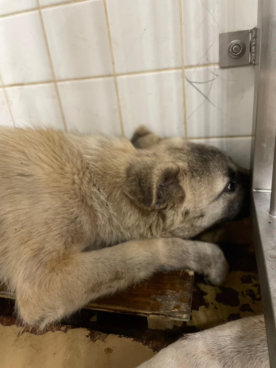 兄弟か、２匹で捕獲されました。家族に迎えて下さい