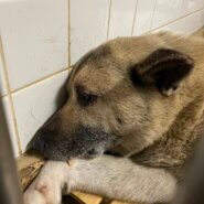 ２匹で捕獲されました。期限あります。助けて下さい