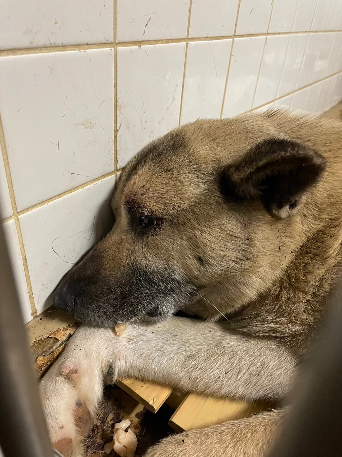 ２匹で捕獲されました。期限あります。助けて下さい