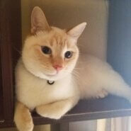 控えめな甘えん坊♡ブルーアイのあおちゃん