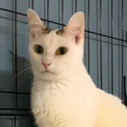 甘えん坊になったハートくん♡