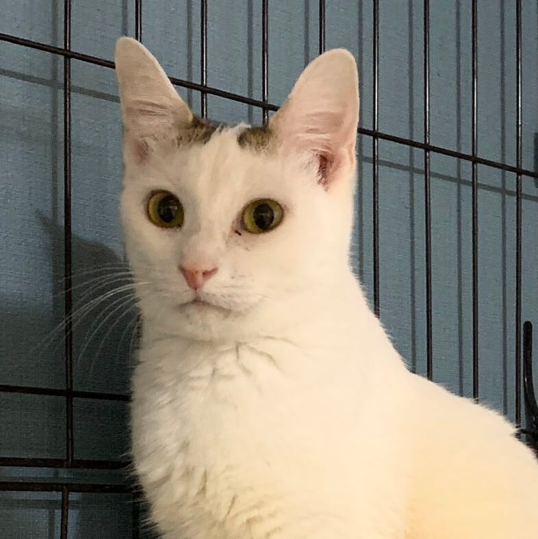 甘えん坊になったハートくん♡