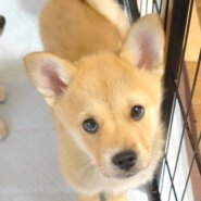 香川県【保健所レスキュー】短い足がキュートなカヌレくん