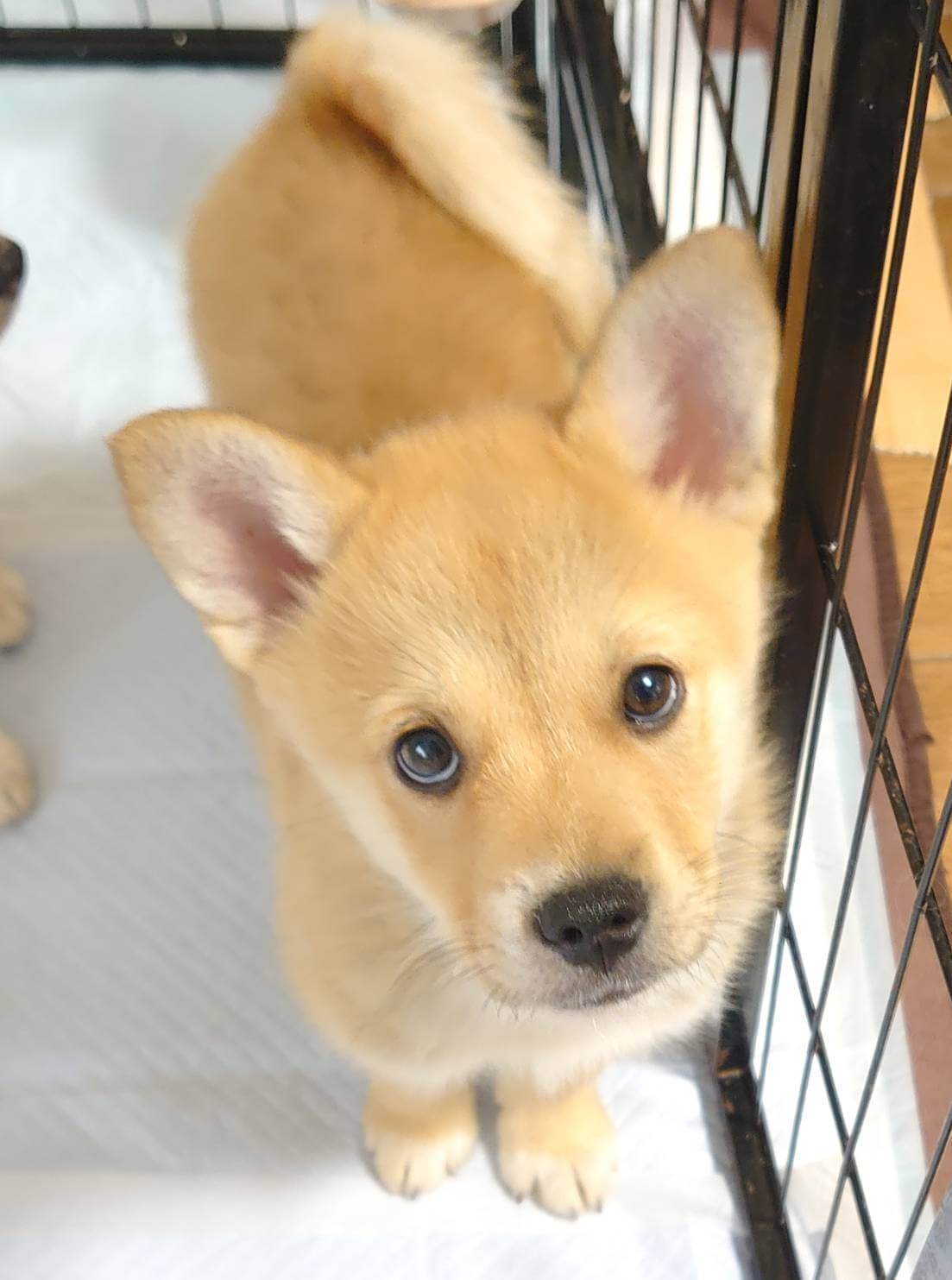 香川県【保健所レスキュー】短い足がキュートなカヌレくん