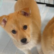 香川県【保健所レスキュー】短い足がキュートなタルトちゃん