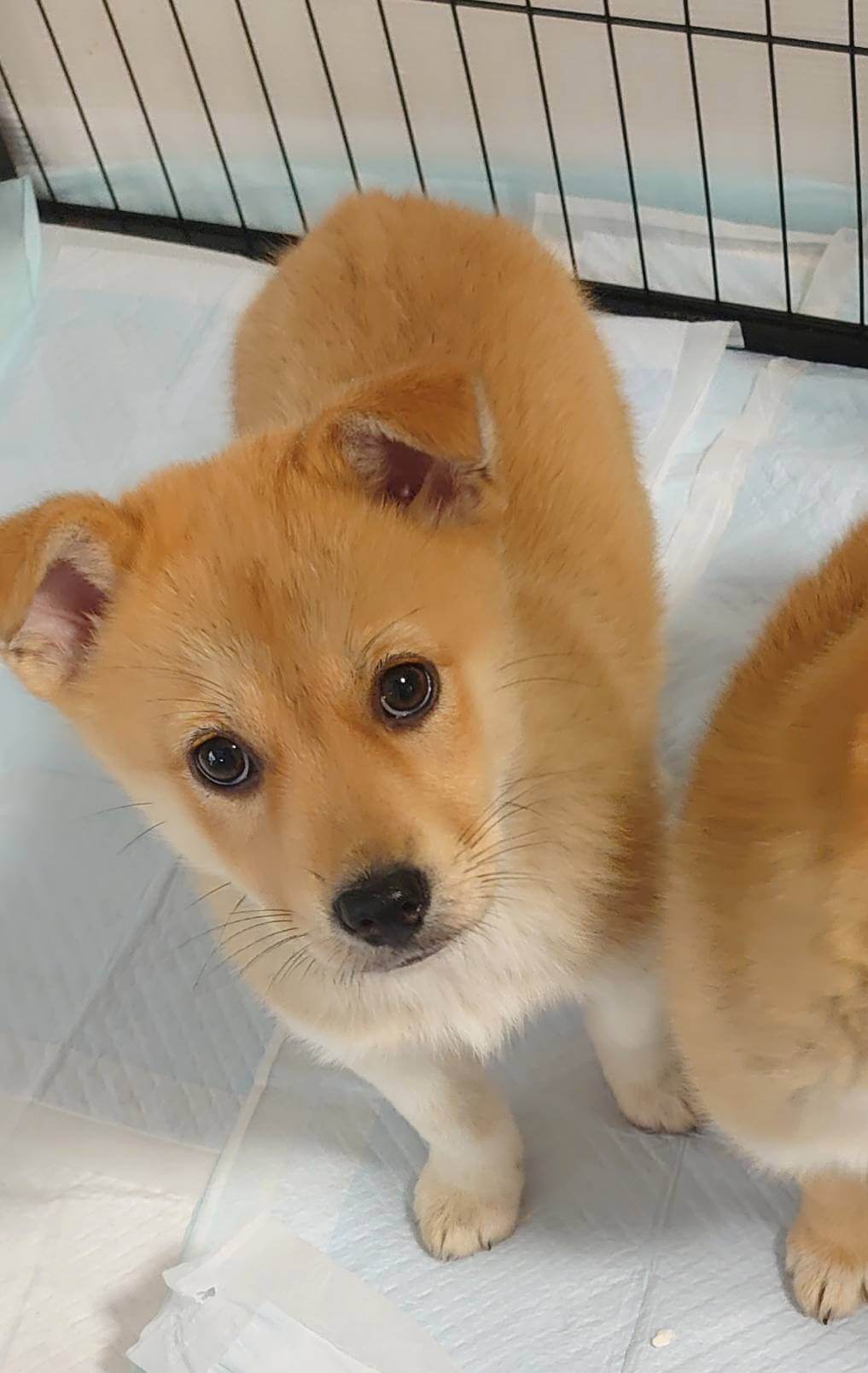 香川県【保健所レスキュー】短い足がキュートなタルトちゃん