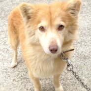 香川県【保健所レスキュー】ふわふわ長毛が可愛いシフォンちゃん