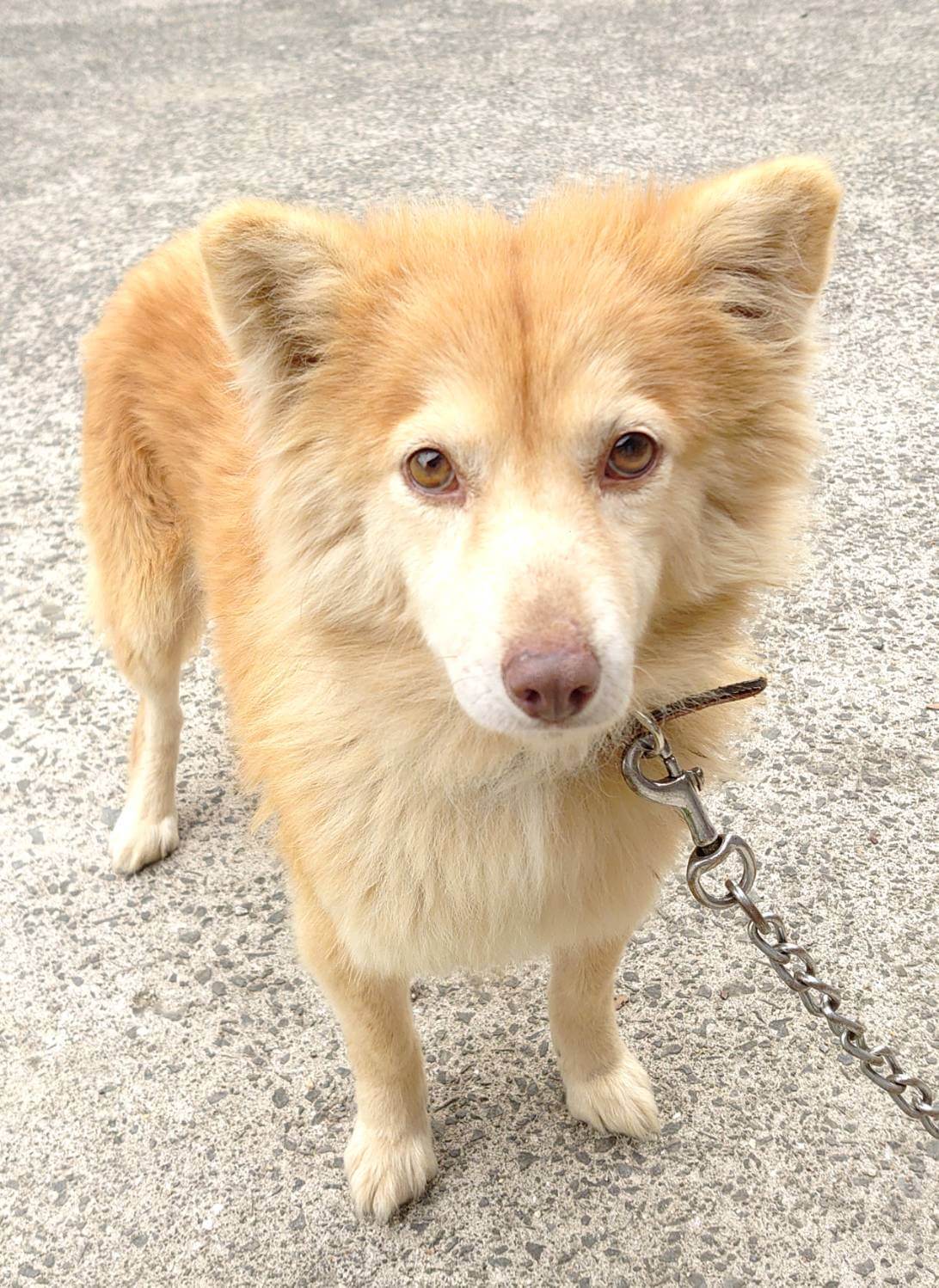 香川県【保健所レスキュー】ふわふわ長毛が可愛いシフォンちゃん