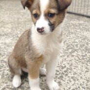 香川県【保健所レスキュー】可愛い柄の あまおうくん