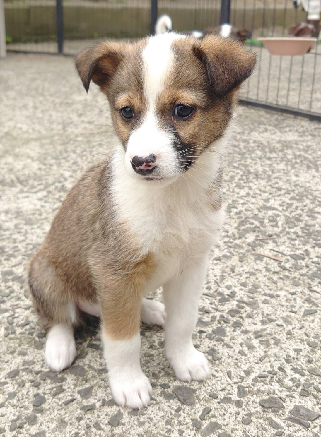 香川県【保健所レスキュー】可愛い柄の あまおうくん