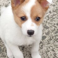 香川県【保健所レスキュー】可愛い柄の さきひめちゃん