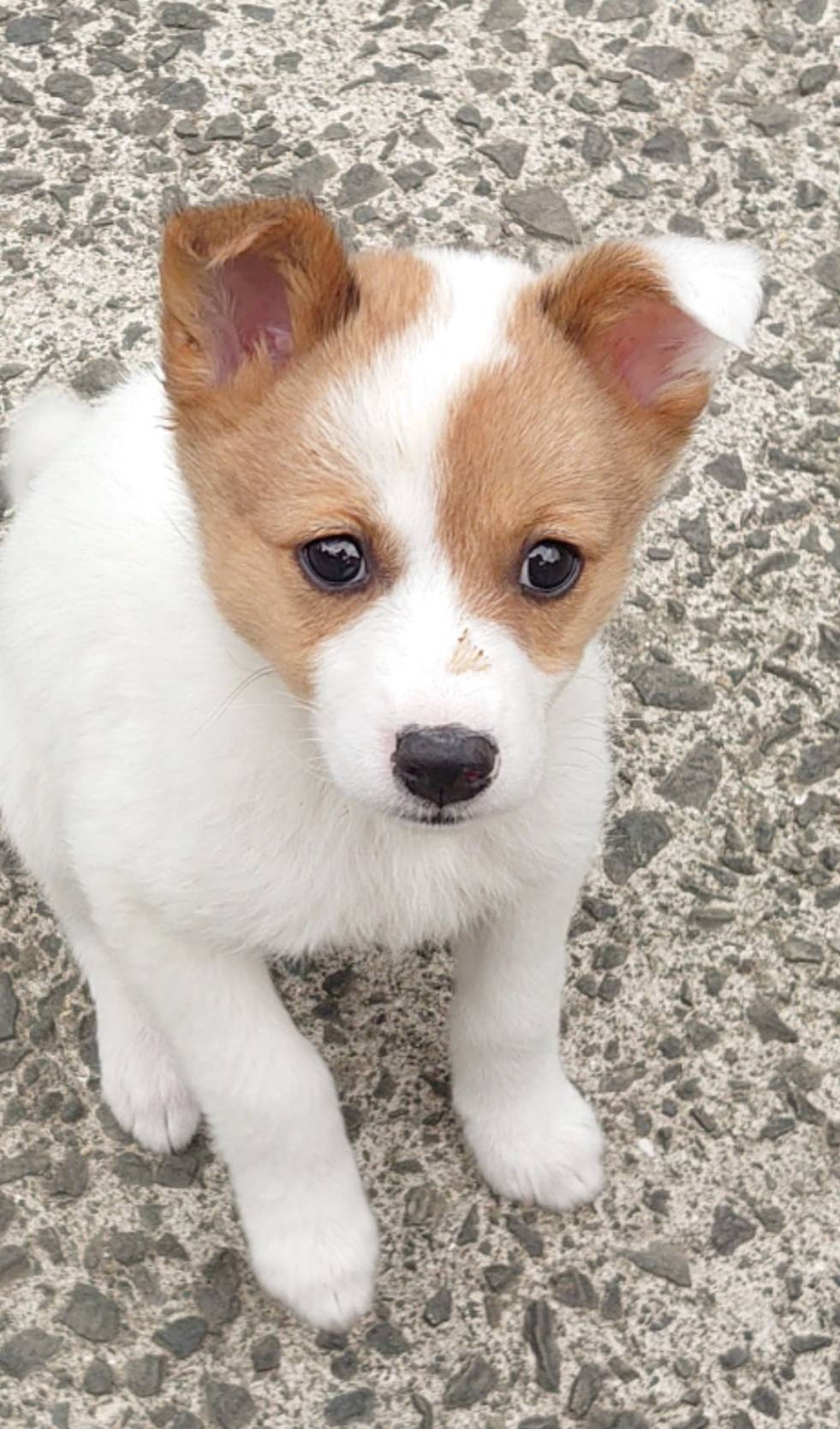 香川県【保健所レスキュー】可愛い柄の さきひめちゃん