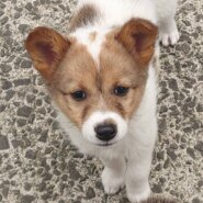 香川県【保健所レスキュー】可愛い柄の あきひめちゃん