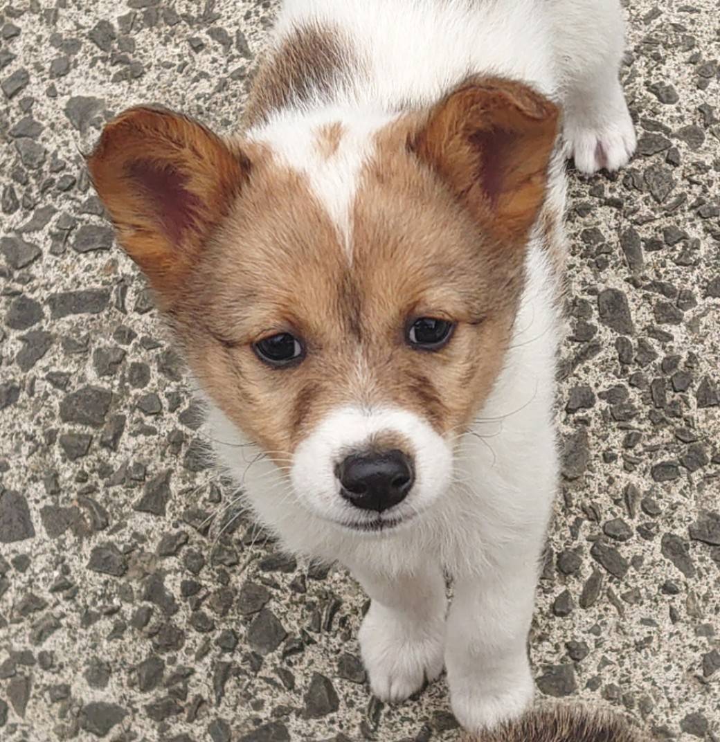 香川県【保健所レスキュー】可愛い柄の あきひめちゃん