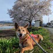 飼育崩壊レスキューも里親放棄　二度目の募集です