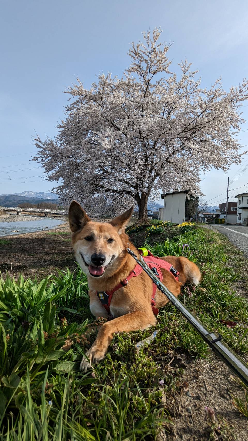 飼育崩壊レスキューも里親放棄　二度目の募集です
