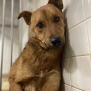 センターに捕獲されました。優しい男の子です