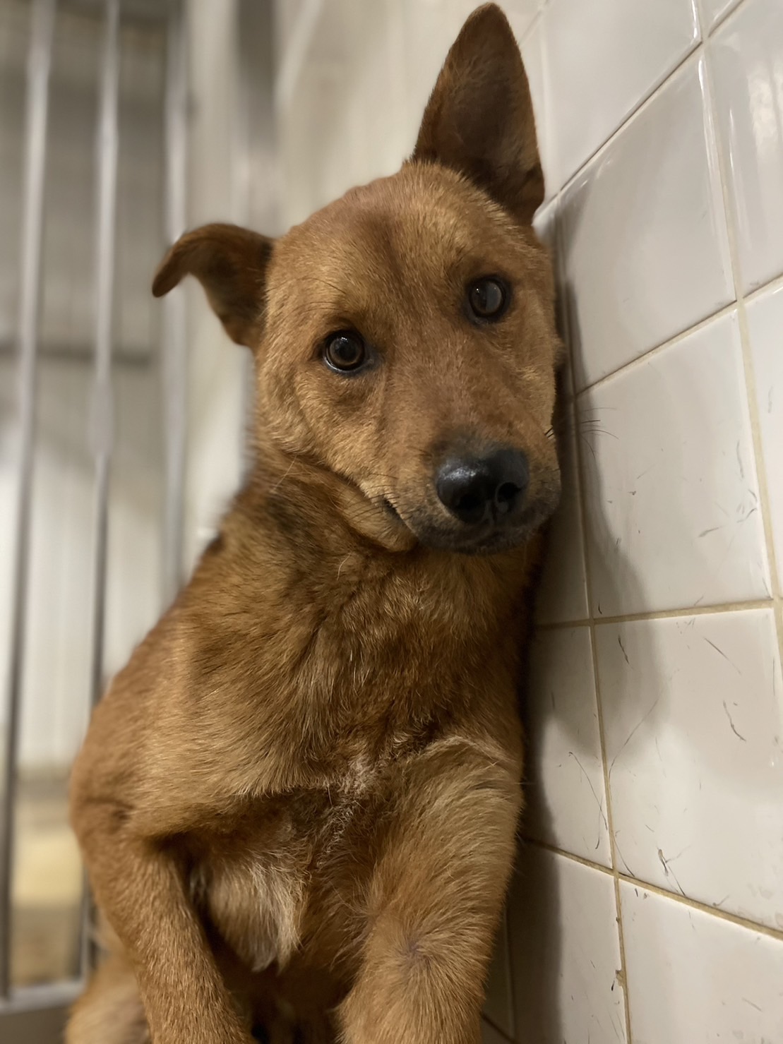 センターに捕獲されました。優しい男の子です