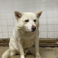 期限あります。白い男の子を家族に迎えて下さい