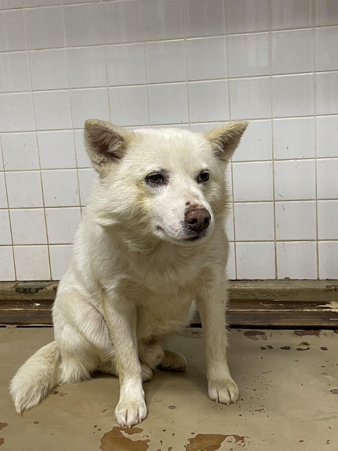期限あります。白い男の子を家族に迎えて下さい