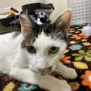 穏やかなイケおじさんマーコデラックス☆