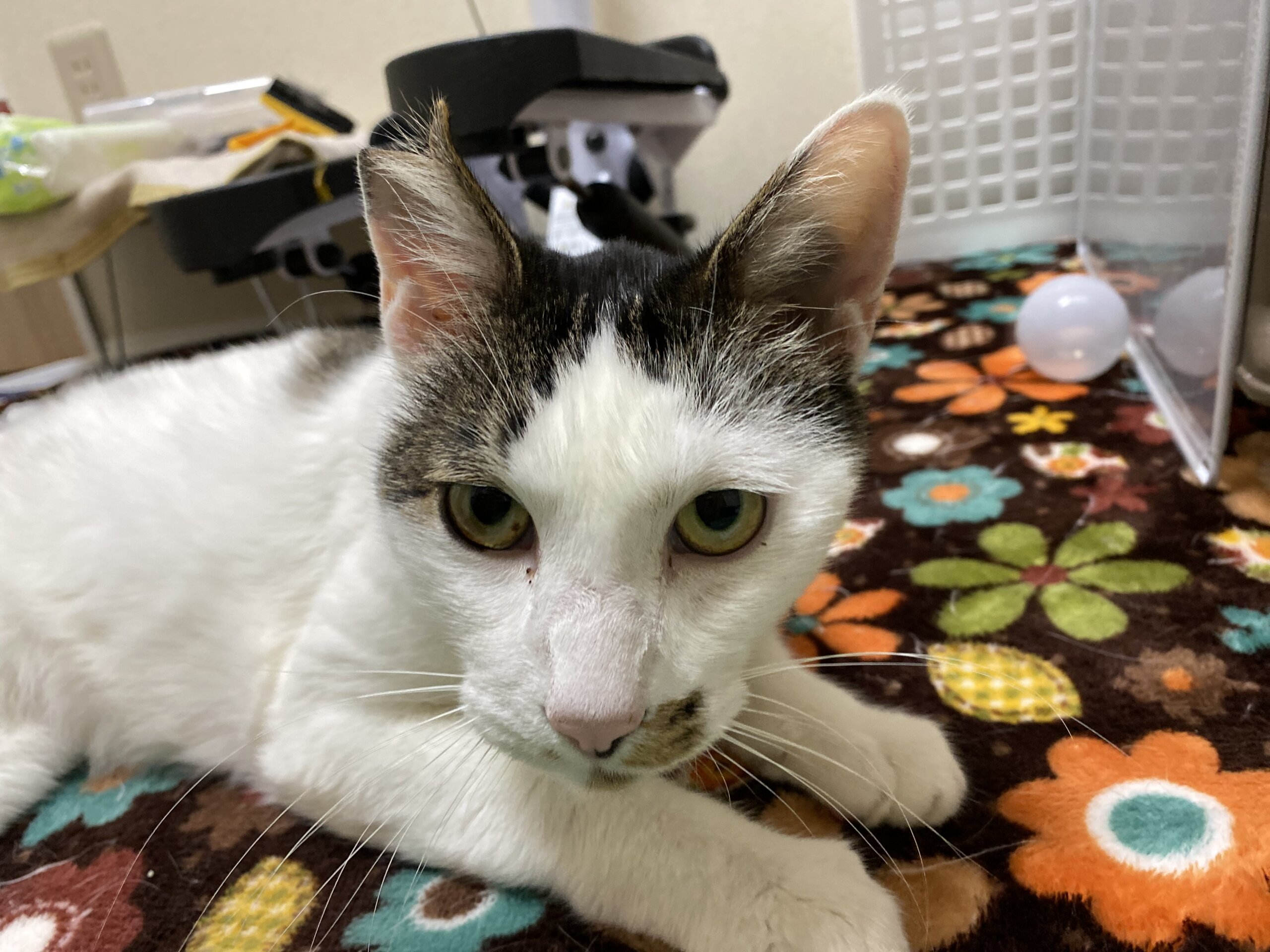 穏やかなイケおじさんマーコデラックス☆