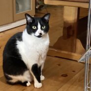 猫ちゃん預かります！