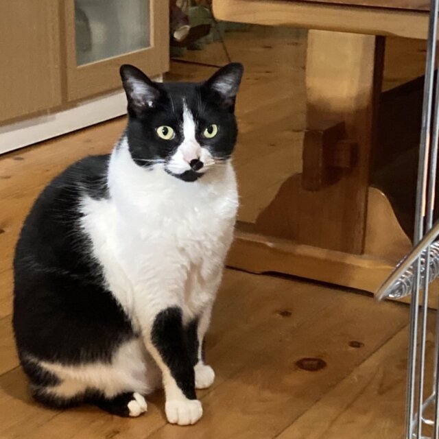 猫ちゃん預かります！