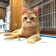 in春日井市☆GW保護猫たちの臨時譲渡会2023年5月3日（水）～ 非営利団体「ちーむ にゃいんず」