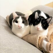 in瀬戸市☆GW保護猫たちの臨時譲渡会2023年4月29日（土）～ 非営利団体「ちーむ にゃいんず」