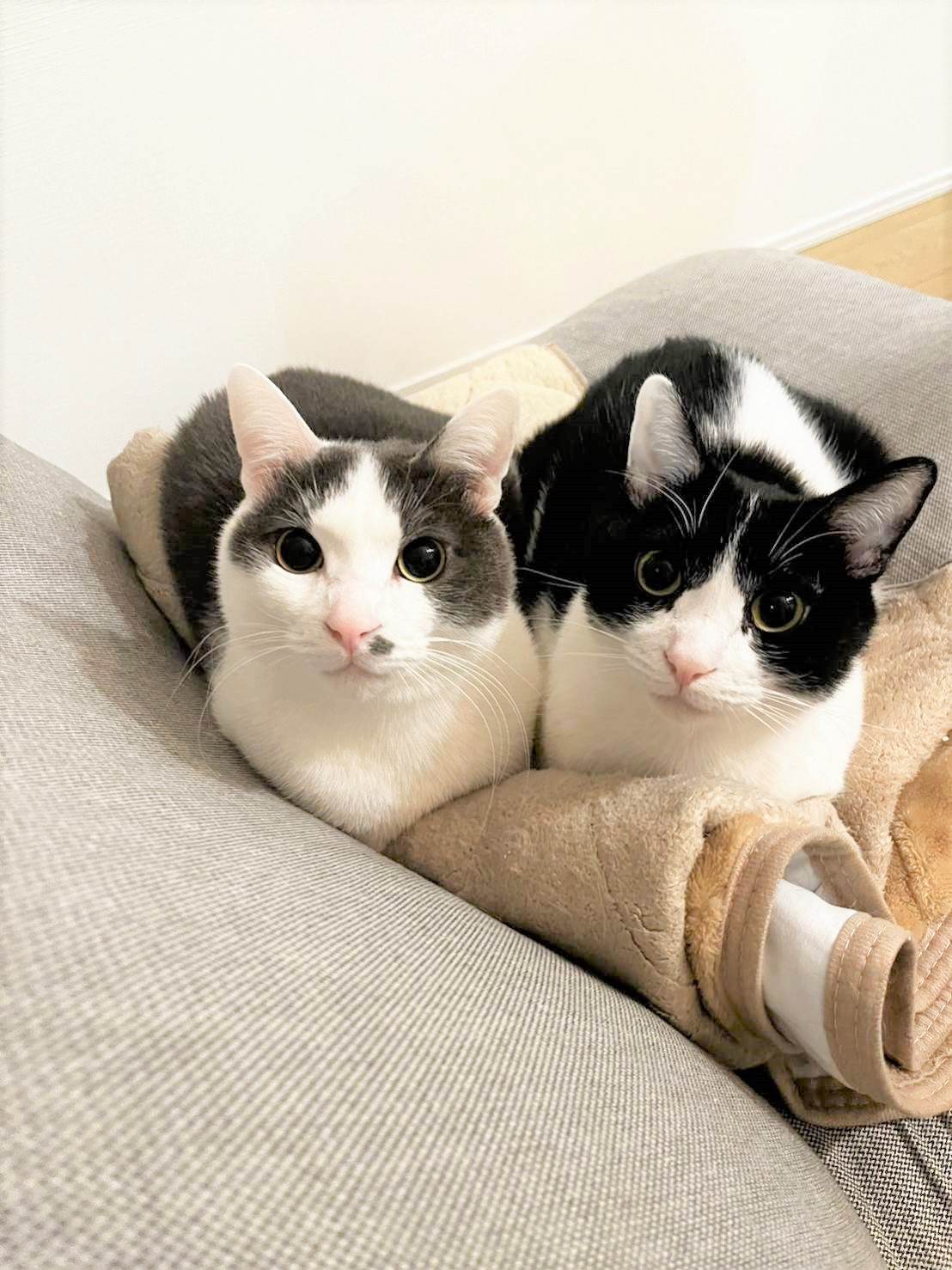 in瀬戸市☆GW保護猫たちの臨時譲渡会2023年4月29日（土）～ 非営利団体「ちーむ にゃいんず」