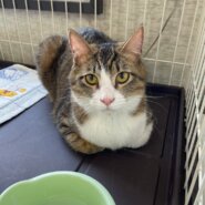 in瀬戸市☆保護猫たちの譲渡会2023年4月15日（土）～ 非営利団体「ちーむ にゃいんず」