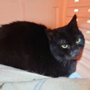 人馴れして平和を手に入れたい・５才のピース君