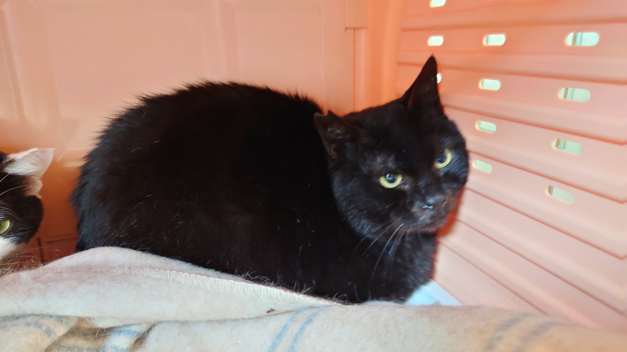 人馴れして平和を手に入れたい・５才のピース君