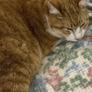 エビフライみたいな☆エビくん