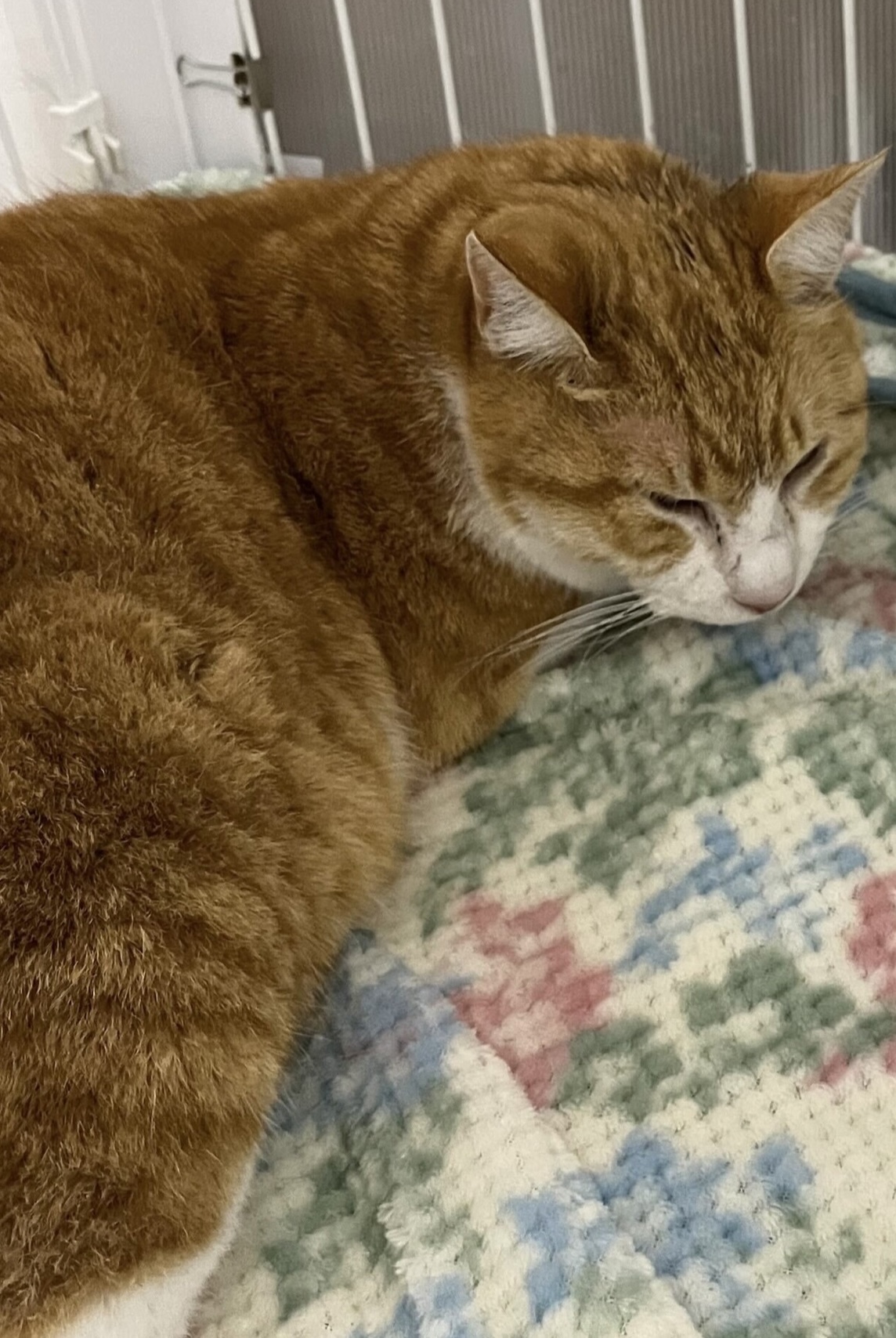 エビフライみたいな☆エビくん