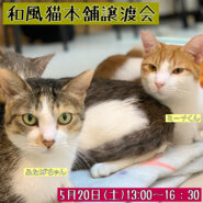 【千葉県船橋市】和風猫本舗　譲渡会