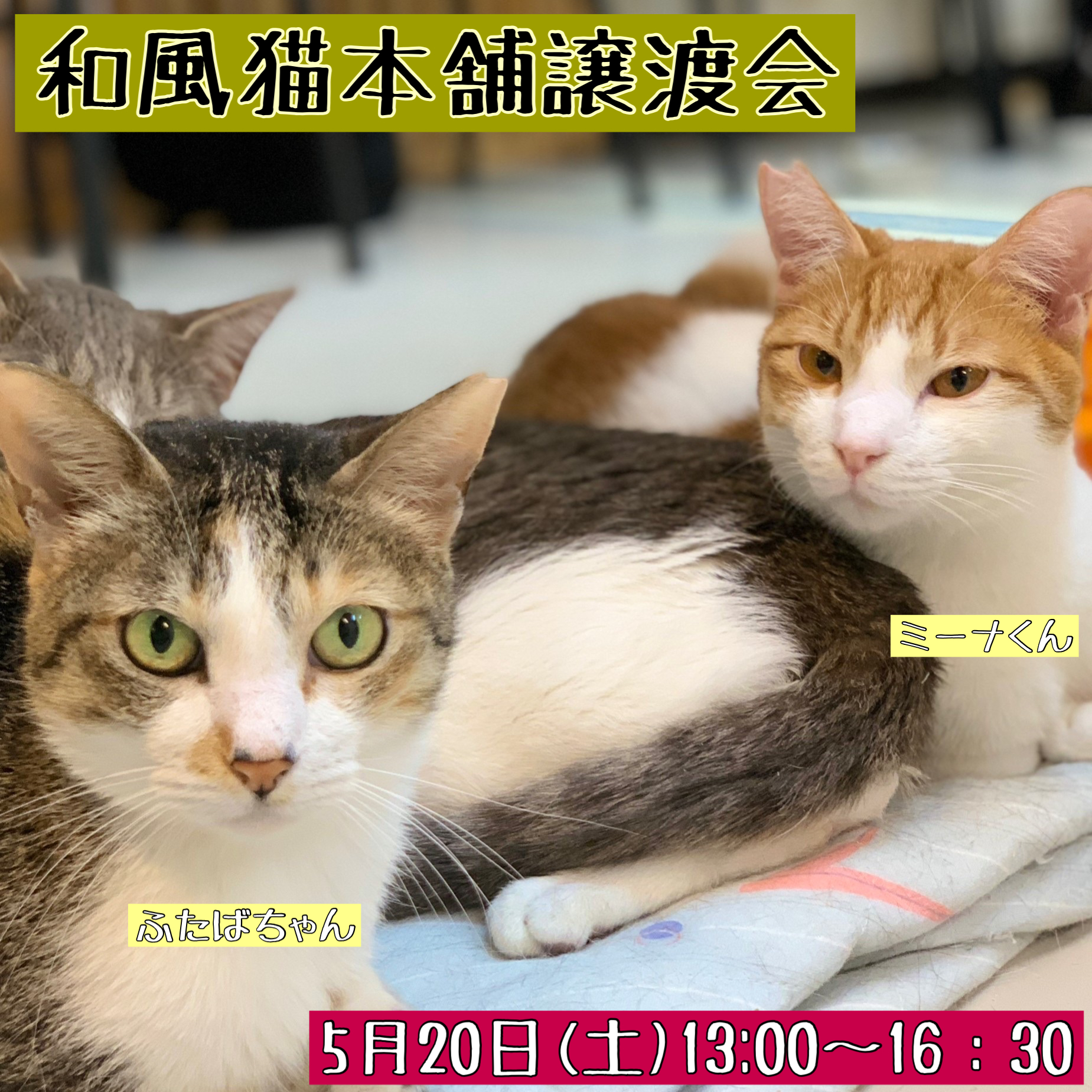 【千葉県船橋市】和風猫本舗　譲渡会