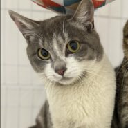 アイドルばりの美形グレー白☆ソメ