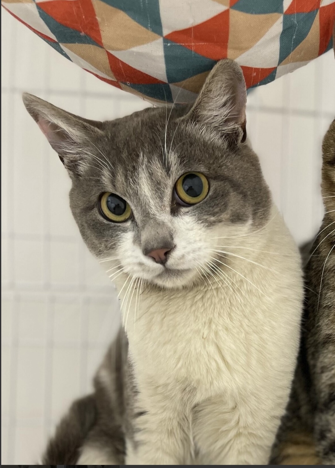 アイドルばりの美形グレー白☆ソメ