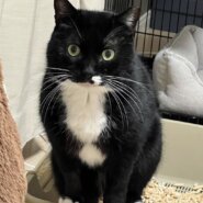 クリクリおめめ、ぷっくり口元が可愛い黒白☆マル