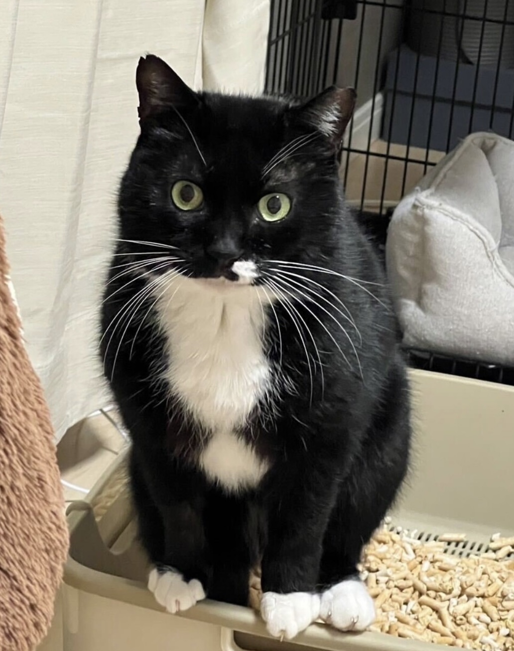 クリクリおめめ、ぷっくり口元が可愛い黒白☆マル