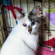 白いお目目も私の個性♡美人猫の『いよちゃん』