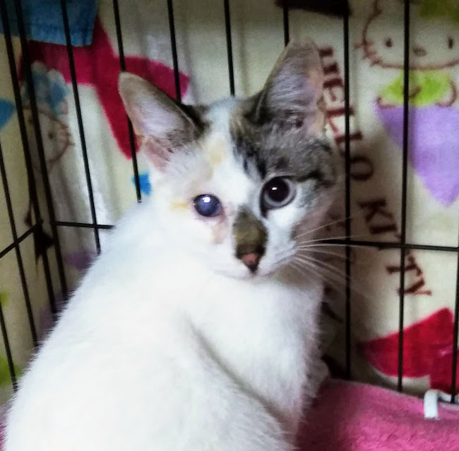 白いお目目も私の個性♡美人猫の『いよちゃん』