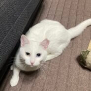 とても綺麗なオッドアイの白猫の麗！