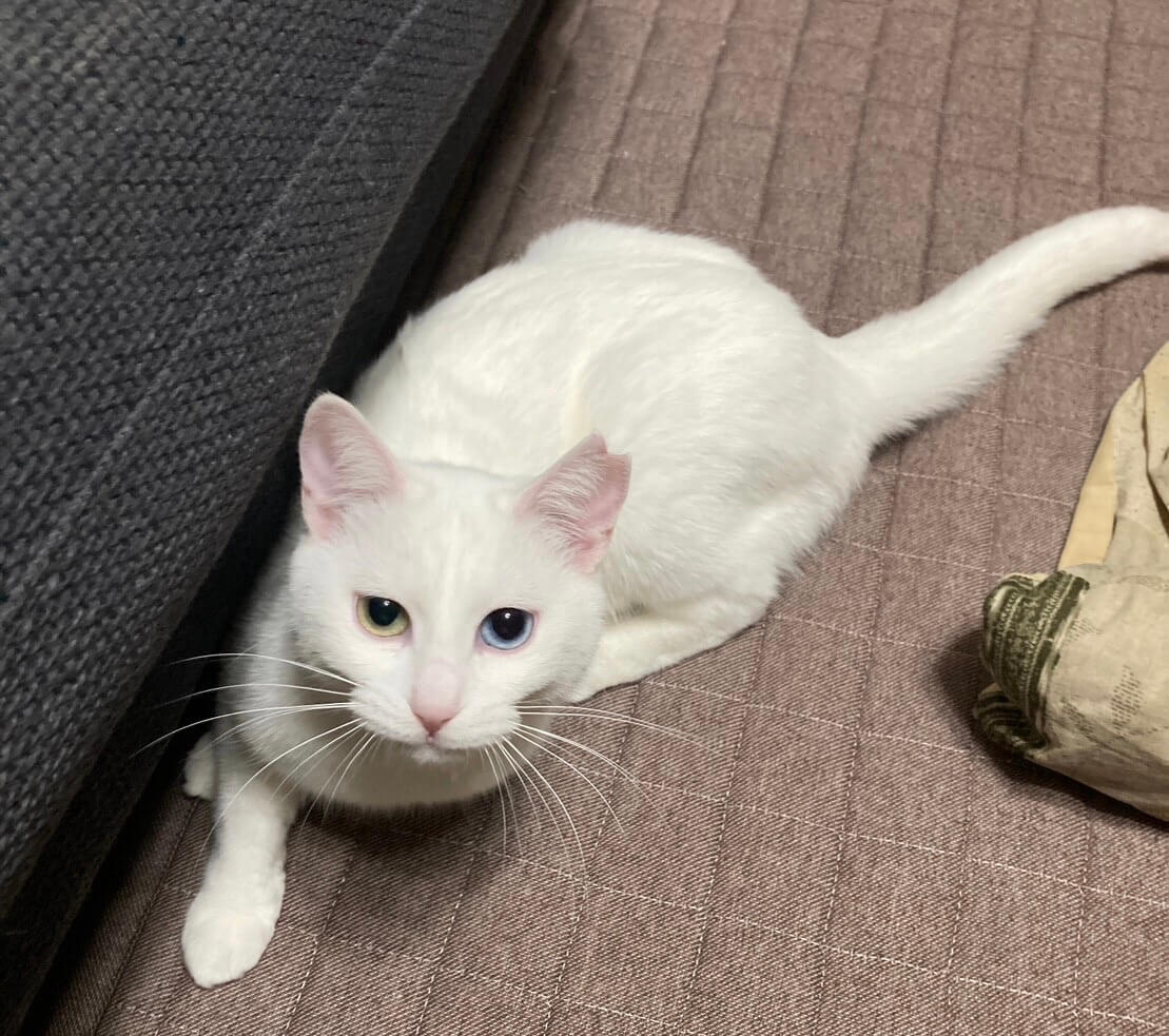 とても綺麗なオッドアイの白猫の麗！