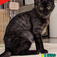 新顔子猫いるよ♪15匹ねこねこ譲渡会／愛知県みよし市