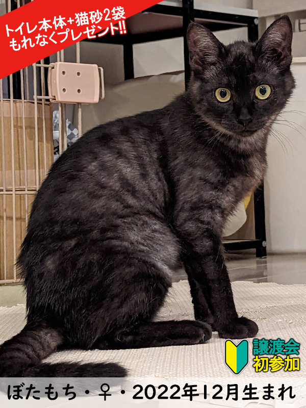 新顔子猫いるよ♪15匹ねこねこ譲渡会／愛知県みよし市