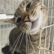 タレ目なキジトラ男子